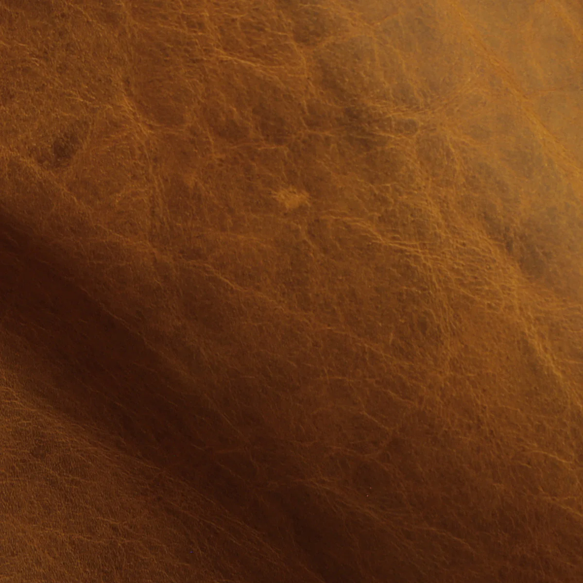Eleanor Rigby Leather Grade 3 - Image 104